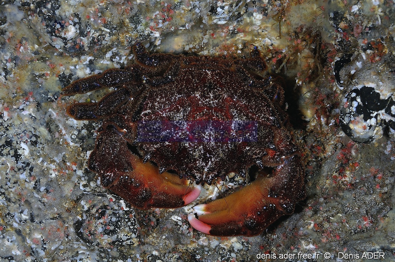 Dromia marmorea Dromie-Acores St Maria Blue cave-12m-20170821-Denis-ADER-DSC_9739_tn_tn.jpg